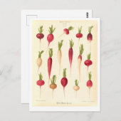Carte Postale Illustration botanique Radis à partir du catalogue (Devant / Derrière)