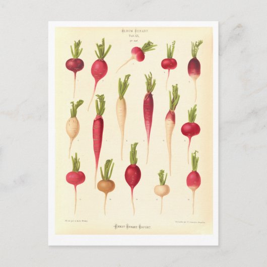 Carte Postale Illustration botanique Radis à partir du catalogue (Devant)