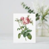 Carte Postale Illustration botanique rose vintage, Redoute (Debout devant)
