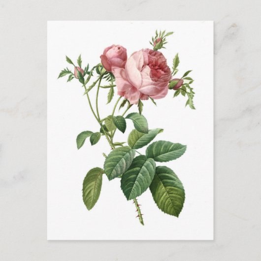 Carte Postale Illustration botanique rose vintage, Redoute (Devant)