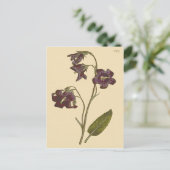 Carte Postale Illustration botanique Sage Leaved Bellflower (Debout devant)