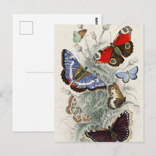 Carte Postale Illustration botanique scientifique vintage papill