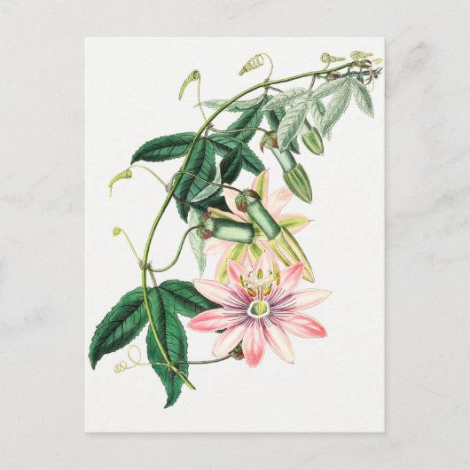 Carte Postale Illustration botanique vintage (Devant)