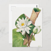 Carte Postale Illustration botanique vintage (Devant / Derrière)