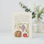 Carte Postale Illustration botanique vintage (Debout devant)