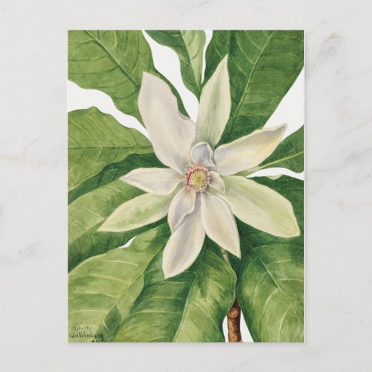 Carte Postale Illustration botanique vintage (Devant)
