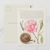 Carte Postale Illustration botanique vintage (Devant / Derrière)