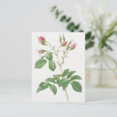 Carte Postale Illustration botanique vintage (Debout devant)