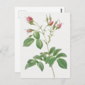 Carte Postale Illustration botanique vintage (Devant / Derrière)