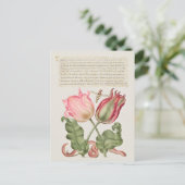 Carte Postale Illustration botanique vintage (Debout devant)
