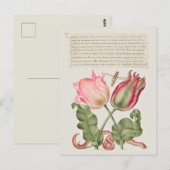 Carte Postale Illustration botanique vintage (Devant / Derrière)