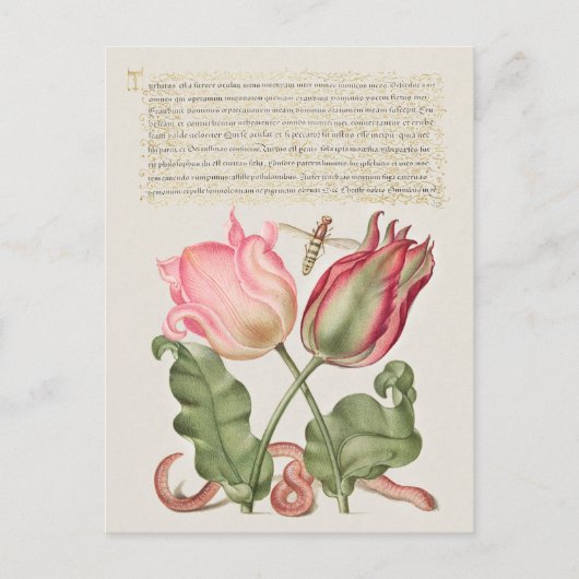 Carte Postale Illustration botanique vintage (Devant)
