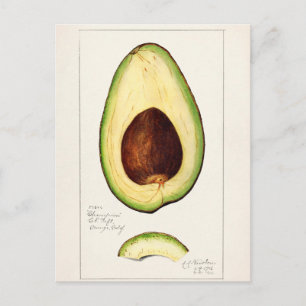 Carte Postale Illustration botanique vintage