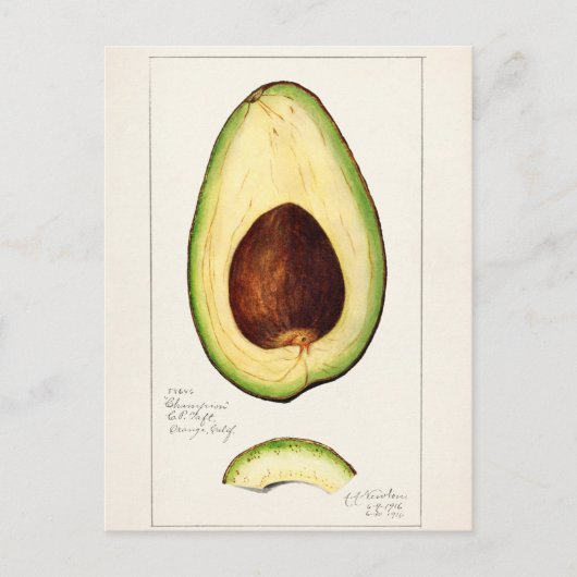 Carte Postale Illustration botanique vintage (Devant)