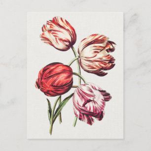 Carte Postale Illustration botanique vintage