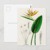 Carte Postale Illustration botanique vintage (Devant / Derrière)