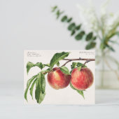 Carte Postale Illustration botanique vintage (Debout devant)