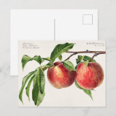 Carte Postale Illustration botanique vintage (Devant / Derrière)