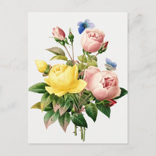 Carte Postale Illustration botanique vintage (Devant)