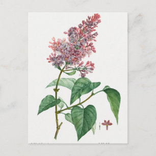 Carte Postale Illustration botanique vintage