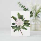 Carte Postale Illustration botanique vintage (Debout devant)