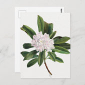 Carte Postale Illustration botanique vintage (Devant / Derrière)