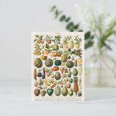 Carte Postale Illustration botanique vintage (Debout devant)