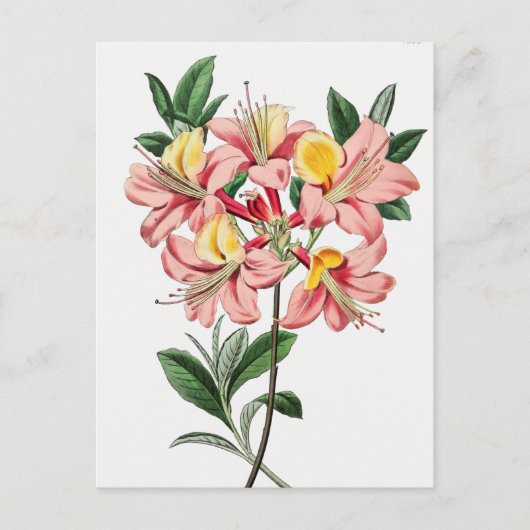 Carte Postale Illustration botanique vintage (Devant)