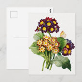 Carte Postale Illustration botanique vintage (Devant / Derrière)