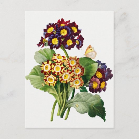 Carte Postale Illustration botanique vintage (Devant)
