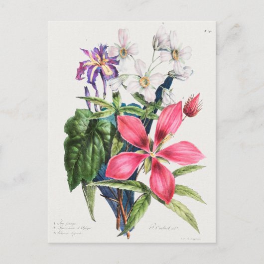 Carte Postale Illustration botanique vintage (Devant)