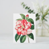 Carte Postale Illustration botanique vintage (Debout devant)