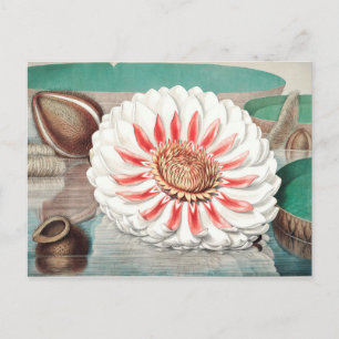 Carte Postale Illustration botanique vintage
