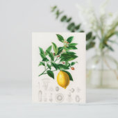 Carte Postale Illustration botanique vintage (Debout devant)