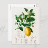 Carte Postale Illustration botanique vintage (Devant / Derrière)