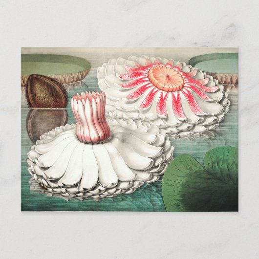 Carte Postale Illustration botanique vintage (Devant)