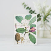 Carte Postale Illustration botanique vintage (Debout devant)