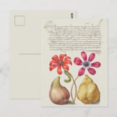 Carte Postale Illustration botanique vintage (Devant / Derrière)