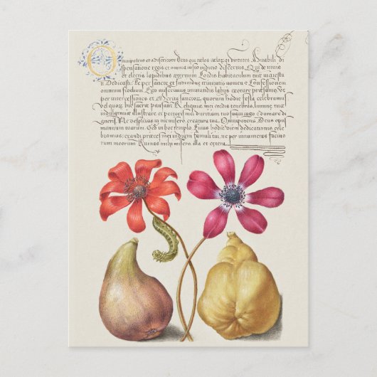 Carte Postale Illustration botanique vintage (Devant)