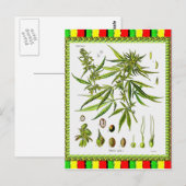 Carte Postale Illustration botanique vintage, 1897 - Une mauvais (Devant / Derrière)