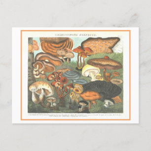 Carte Postale Illustration botanique vintage "Champignons suspec