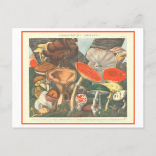 Carte Postale Illustration botanique vintage "Champignons suspec