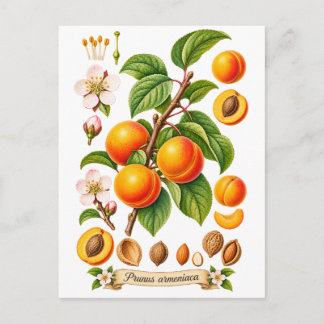 Carte Postale Illustration botanique vintage d'abricot