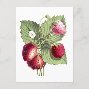 Carte Postale Illustration botanique vintage de fraise
