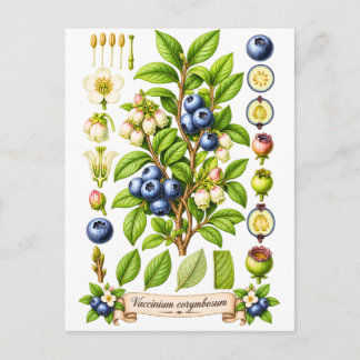Carte Postale Illustration Botanique Vintage de Myrtille