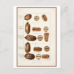 Carte Postale Illustration botanique Vintage de Pecans