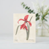 Carte Postale Illustration botanique Vintage de Red Amaryllis (Debout devant)