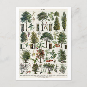 Carte Postale Illustration botanique vintage des arbres