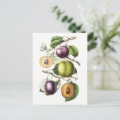 Carte Postale Illustration botanique vintage des prunes (Debout devant)