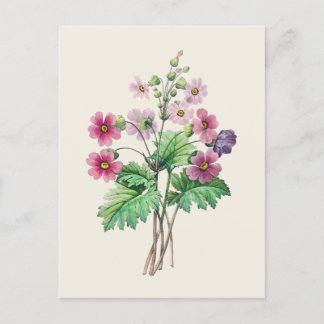 Carte Postale Illustration botanique vintage du primo-rose